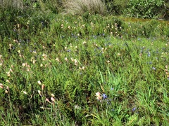 Thelymitra granitora