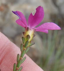 Acmadenia macropetala