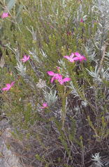 Acmadenia macropetala