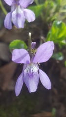 Viola reichenbachiana