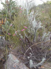 Acmadenia macropetala