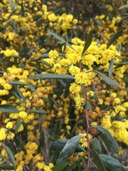 Acacia verniciflua