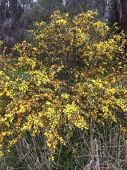 Acacia verniciflua
