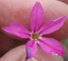 Acmadenia macropetala