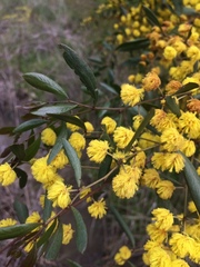 Acacia verniciflua