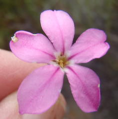 Acmadenia macropetala