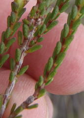 Acmadenia macropetala