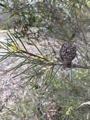 Hakea pachyphylla