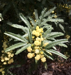 Acacia pentadenia