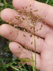 Rhynchospora miliacea