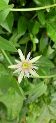 Passiflora cisnana