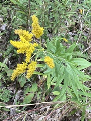 Solidago