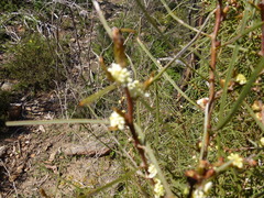 Hakea carinata