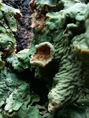 Ricasolia amplissima