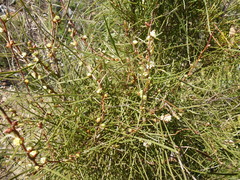 Hakea carinata