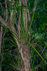 Trichocentrum yucatanense