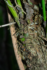Trichocentrum yucatanense