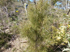 Hakea carinata