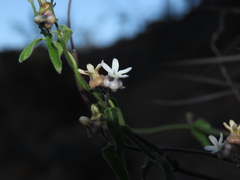 Diplolepis geminiflora