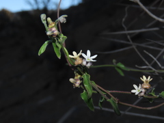 Diplolepis geminiflora