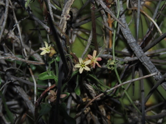 Diplolepis geminiflora