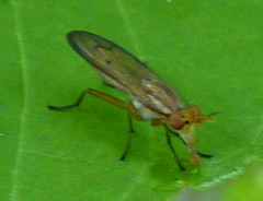 Tetanocera plebeja