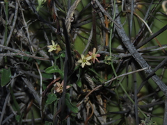 Diplolepis geminiflora