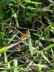 Ampittia dioscorides