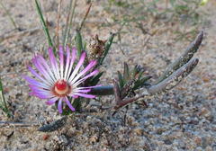 Lampranthus spiniformis