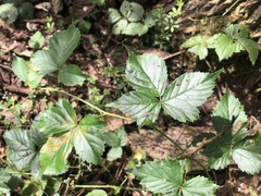 Rubus heterophyllus