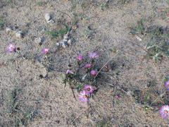 Lampranthus spiniformis