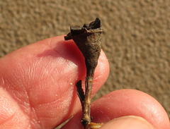 Lampranthus spiniformis