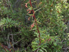 Berberis glomerata