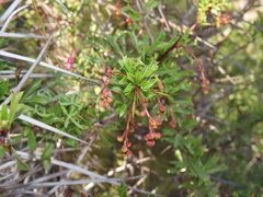 Berberis glomerata