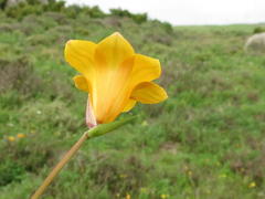 Romulea saldanhensis