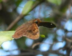 Eagris nottoana knysna