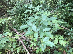 Rubus densissimus