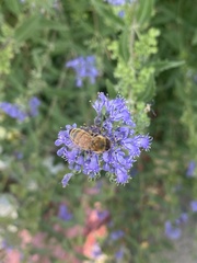 Apis mellifera