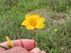 Romulea saldanhensis