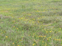 Romulea saldanhensis