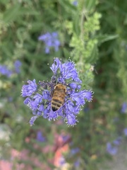 Apis mellifera