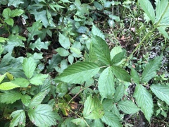 Rubus densissimus