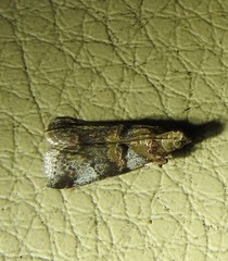 Conobathra hemichlaena