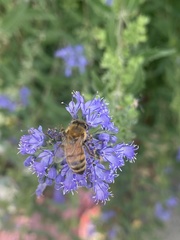 Apis mellifera