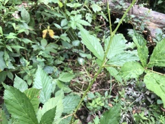 Rubus densissimus