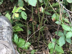 Rubus densissimus