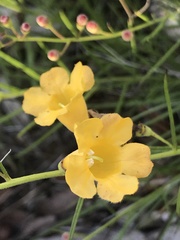 Brachystigma wrightii