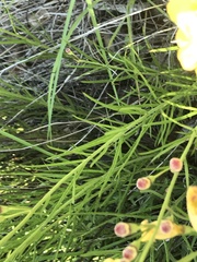 Brachystigma wrightii