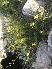 Brachystigma wrightii