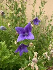 Platycodon